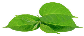 Gymnema-sylvestre-Extrakt