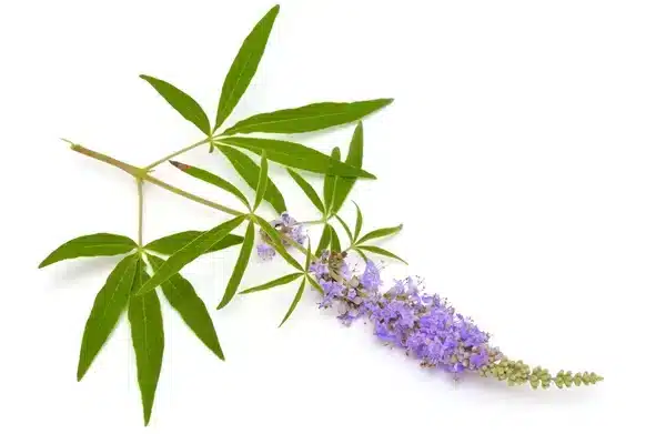 Mönchspfeffer (Chasteberry)